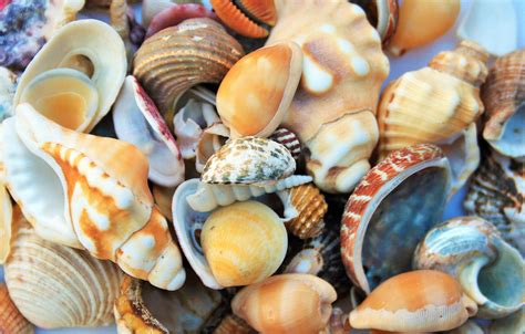 photos of seashells